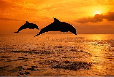 《生化危机2：重制版》获得意外更新 追加新语言支持