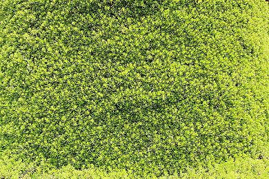 《最终幻想9》最受欢迎的MOD四年后再获大更新